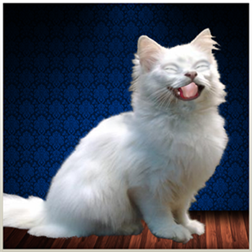 TalkingCat icon