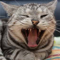 Just Cats icon