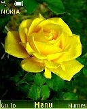 Yellow Rose icon